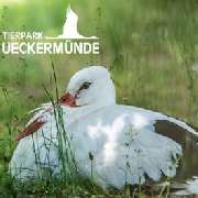 Tierpark Ueckermünde - Weißstorch im Tierpark Ueckermünde