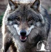 Tierpark Ueckermünde - Wölfe im Tierpark Ueckermünde