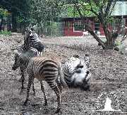 Tierpark Ueckermünde - Zebrafamilie im Tierpark Ueckermünde