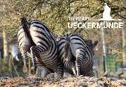 Tierpark Ueckermünde - Zebras im Tierpark Ueckermünde
