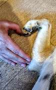 TierPhysio bewegt - 3