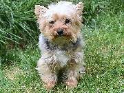 Tierphysiotherapie Dresden - GALLERY