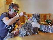 Tierphysiotherapie Dresden - GALLERY