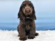 Tierphysiotherapie Dresden - GALLERY