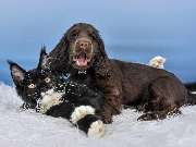 Tierphysiotherapie Dresden - GALLERY