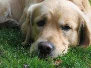 time-4-dogs - GALLERY