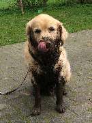 time-4-dogs - GALLERY