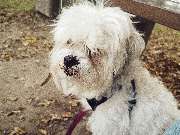 Tinkerbell Die Haushaltsfee - GALLERY