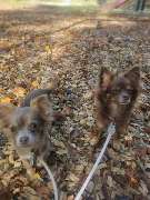 Tinkerbell Die Haushaltsfee - GALLERY