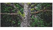 Tischler Daniel Albani Gestaltung in Holz - GALLERY