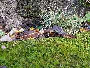 Tischlerei Ebbert - GALLERY