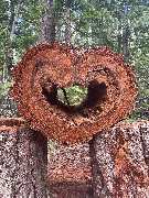 Tischlerei Hennemann - Tischlerei Hennemann herzförmig ausgehöhlter Baumstamm in natürlicher Umgebung, ästhetisches Motiv zur Betonung der Verbindung zwischen Holz, Natur und handwerklicher Verarbeitung.