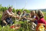 Tourist-Information Veitshöchheim - Picknick in den Weinbergen