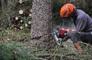 Tree Legends - Die Baumpflege - 3
