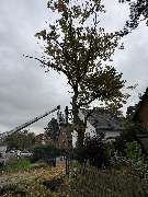 Tree Legends - IMG_6111.jpeg