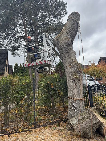 Tree Legends - IMG_6112.jpeg