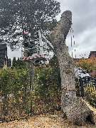 Tree Legends - IMG_6112.jpeg