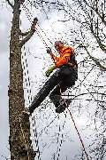 TreeUp Baumpflege - 2