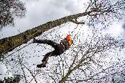 TreeUp Baumpflege - 4