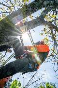 TreeUp Baumpflege - 5