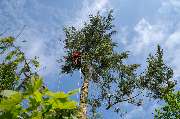 TreeUp Baumpflege - 6