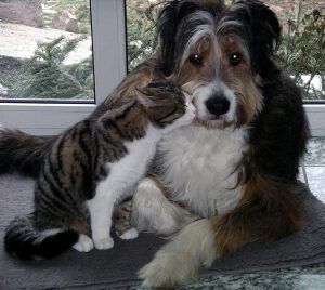 Trimm- und Scherstudio für Hunde und Katzen - 2