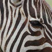 TUKIO Afrika - GALLERY