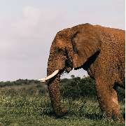 TUKIO Afrika - GALLERY