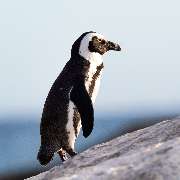 TUKIO Afrika - GALLERY