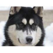 Turistikservice Bad Herrenalb - LOGO