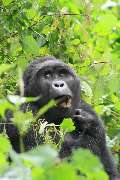 Uganda-Tansania Safaris - 1
