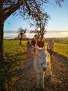 Ulmer Esel | Eselwanderungen & mehr! - GALLERY