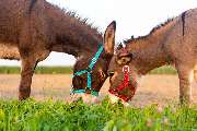 Ulmer Esel | Eselwanderungen & mehr! - GALLERY