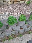 Ulrich Krummel Haus- & Gartendienste, Garten- & Landschaftsbau - Pflanzsteine und Trockenmauer