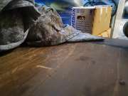 Umme Power - Ihr Umzugsexperte - GALLERY