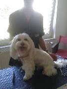 Uta Schiffer Hundepflege - 3