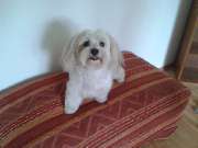 Uta Schiffer Hundepflege - 4