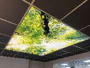 Varioworx GmbH - Spanndecke Motiv Wald