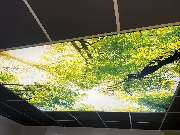 Varioworx GmbH - Spanndecke Waldmotiv