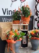 Vineola.de - Weine aus Italien - GALLERY