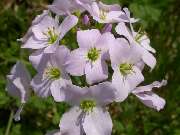 Viola-Fasten - 3