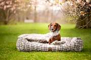 Visco4Dogs GbR - 4