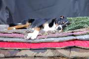Visco4Dogs GbR - 6