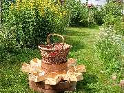 Waldwildkräuter - GALLERY