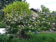 Walter Schmitz  Gärten für Auge und Seele - 16