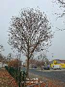 WEGA Garten & Landschaft - GALLERY
