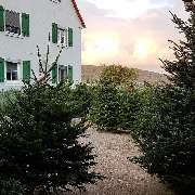 Bild von Weihnachtsbaumhof Meßthaler Weihnachtsbäume in Haundorf - 11