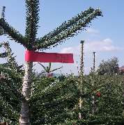 Bio-Bäume Weihnachtsbaumhof Meßthaler Weihnachtsbäume Meßthaler Obererlbach