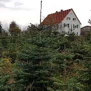 Weihnachtsbaumkultur am Weihnachtsbaumhof Meßthaler Obererlbach
