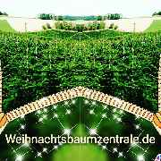 Weihnachtsbaum Zentrale Weihnachtsbaum Plantagen. https://www.weihnachtsbaumzentrale.de
